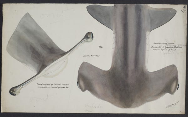 scientific illustration, hammerhead shark, two dorsal head views with notes