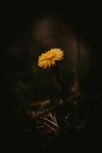 A small yellow flower reaching for sunlight, image is depicted as a moody dark setting.