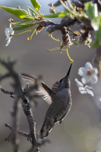 A small hummingbird hovering under a blossom stalk. 