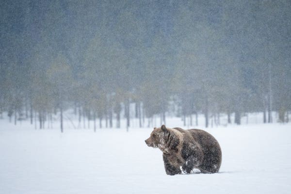 Brown bear walking in the snow. In the background some trees.