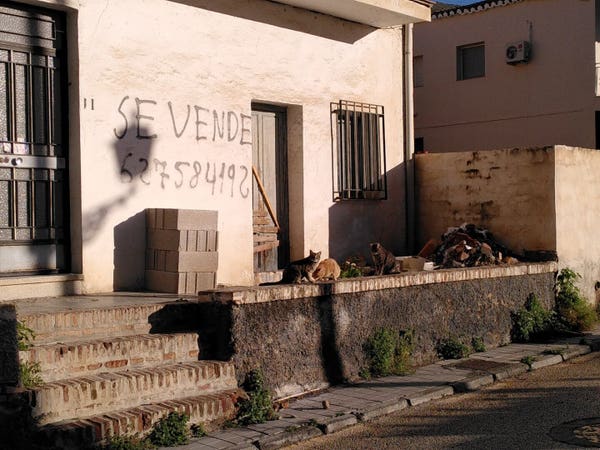 Gatos callejeros en una casa en venta cerca de Cenes (Granada)