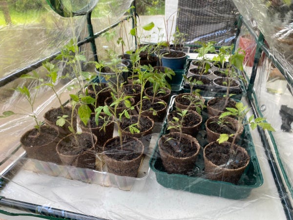 Tomatenpflanzen in Pflanztöpfen unter einem Folienfrühbeet