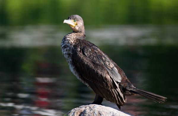 A cormorant perched on a rock in front of a lake, foliage and something red reflected in it. Lit by the sun, eye gleaming.