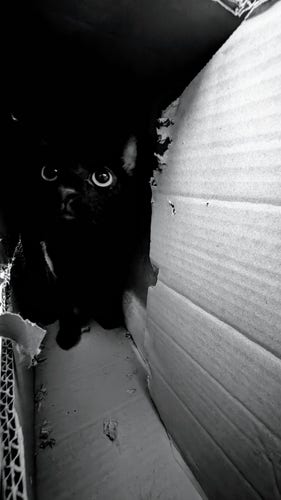 Photo noir et blanc d'un chat noir dans l'obscurité d'un carton.
La droite de la photo, un carton déchiré par des dents dans la lumière.
La photo est donc séparé entre ombre et lumière. 