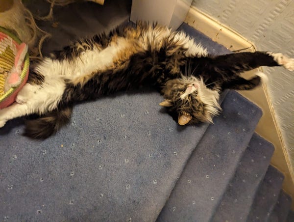 Mischief, a young adult female medium longhair mackerel tabby cat, stretching out at the top of the stairs, starting to yawn for extra emphasis.