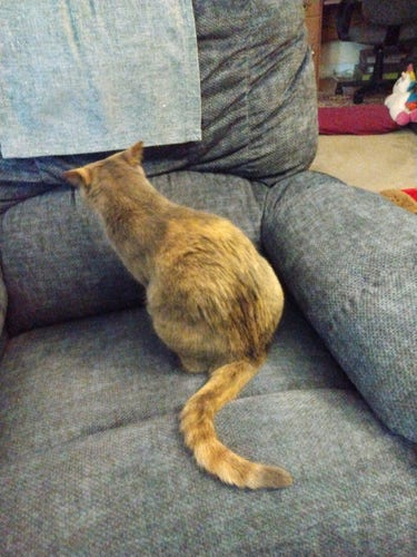 A grey, orange and white dilute tortoiseshell cat is sitting with her back to the camera on a blue loveseat.  Her long striped tail is curved behind her.