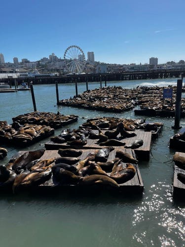 Floating docks filled with sea lions sleeping in the sun and a Ferris wheel in the background.