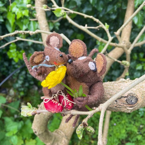 Photo of Minima and Silvius, the Latin mice, sitting on the branch of a mulberry tree. Minima is holding a buttercup under Silvius' little chin, so that the shiny petals cast a yellow reflection. It's supposed to show whether he likes butter!
Language note: The word ranunculus. buttercup, also means a little frog or a tadpole in Latin! 