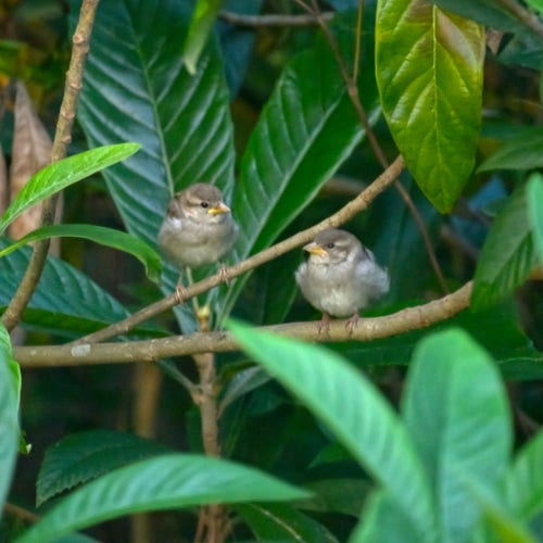 Two baby House Sparrows sit in a dark corner of greenery where they exchange increasingly nervous glances. You can tell their age from the bit of bright yellow to mark their gape. I saw their mother guide them there before she went to the feeder, but she never returned. Photo by Peachfront. Dawn, May 4, 2024.