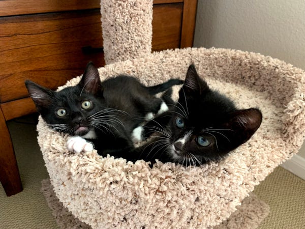 Two tuxedo kittens