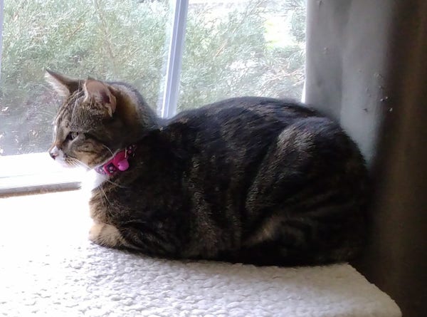 A young tabby cat is lying on a soft fuzzy window shelf.  Her legs and tail are tucked up under her so that she appears to be a loaf. The pink bell on her collar is showing.