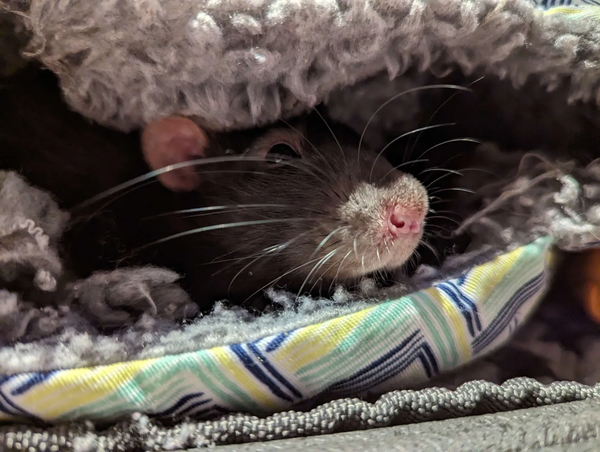 Midnight, a dark rat with long whiskers, poking his nose out of a snuggle pouch.