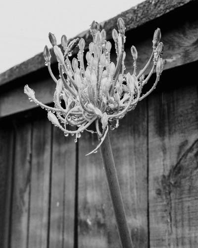 High key, low contrast black and white photograph of a long stemmed, flower past its best and going to seed against a grainy wooden fence. The clumped and straggly seed heads are encased in beads morning dew, backlit from the blank grey sky. 