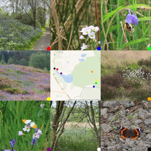 3x3 grid of images.From TL: Bluebells on bank beside path; cuckoo flowe;carder bee on bluebell; bluebells  among last years bracken; map of where photos were taken; bog cotton; Orange Tip Butterfly; bullrushes through trees; Read Admiral Butterfly