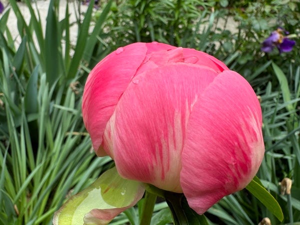 Close-up of a pink peony flower with water droplets, with green foliage and purple flowers in the background.