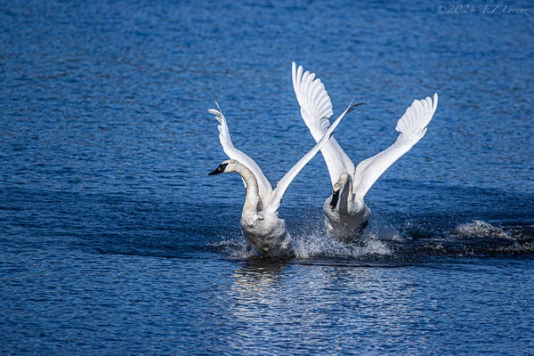 Two Trumpeter Swans chasing each other with spread out wings in the blue waters of Lake Washington. 
Taken at Juanita Bay Park, Kirkland, Washington 