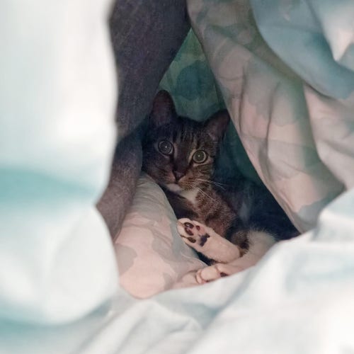 Maou inside his comfy duvet cave