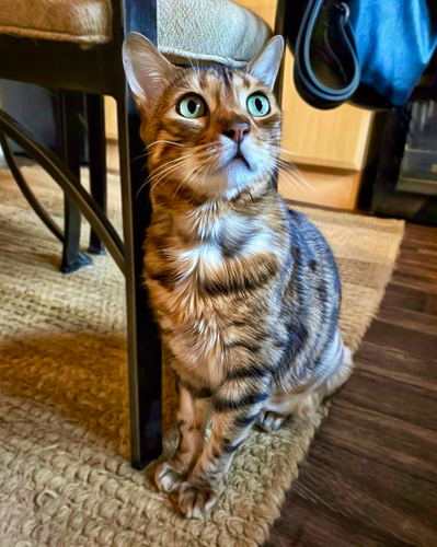 My beautiful bengal cat Neko who is surviving cancer sitting proudly looking up in anticipation for breakfast and medication in the kitchen.