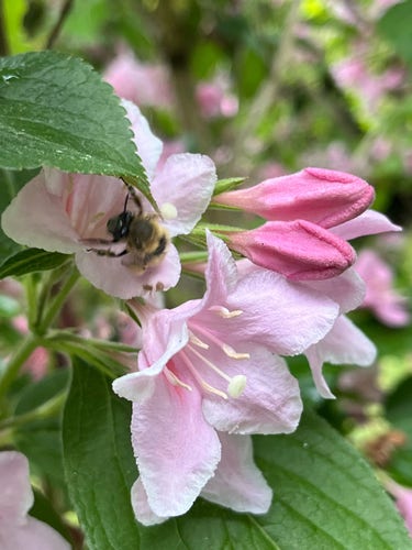 Une abeille sur le weigela rose.
