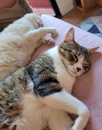 Foto colorida de dois gatos deitados de lado sobre um sofá rosa. Atrás um gato laranja claro com nariz e patas rosas. À frente um gato rajado cinza com focinho e peitos brancos.
