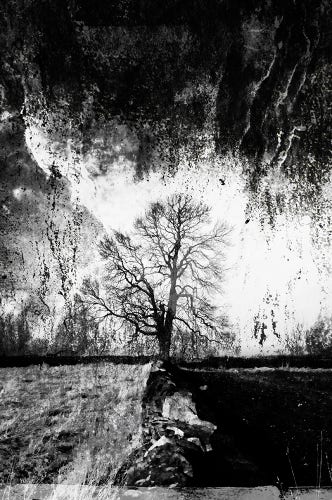 Black and white image of a tree at the intersection of dry stone walls, with textured overlays.