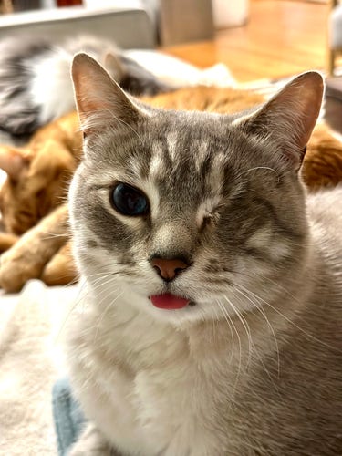 Doots, a one-eyed Lynx Point Siamese cat, looking directly into the camera with a little blep of tongue sticking out. In the background an orange tabby and fluffy grey and white half Ragdoll cat are sleeping in a pile. 

