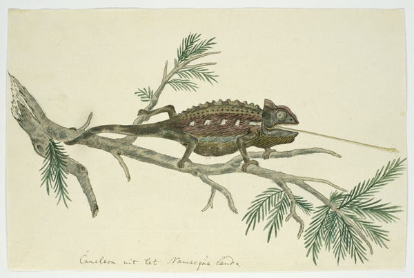 Title: Chamaeleo namaquensis (Namaqua chameleon)
annotation: ‘Cameleon uit het Namaqua land.’
Object type: drawing
Material: paper, ink, pencil, chalk
Technique: pen / brush