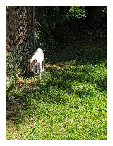 small white terrier with brown markings is in he mid-distance taking a step on sunlit grass next to a double, chain-link, wood fence. he's looking down to his right.