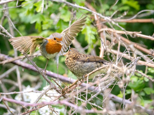 An adult European Robin is its wings outstretched carrying 2 sunflower seeds in its beak, flying towards its fledgling, a small brown bird, which has its beak open ready to receive the seeds.