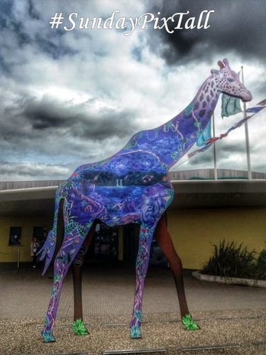 A life sized, multicoloured cutout of a giraffe outside Chester Zoo a few years back. 