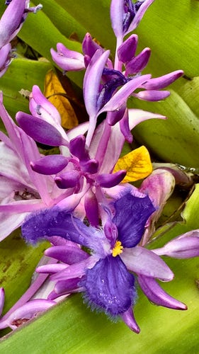 Pink and purple tropical flower with yellow parts. 