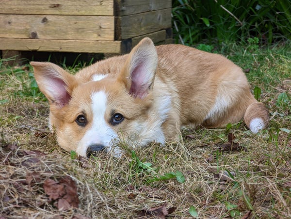 A Corgi puppy lies in some long grass. He has fantastic eyeliner going on and a fractionally floppy right ear.