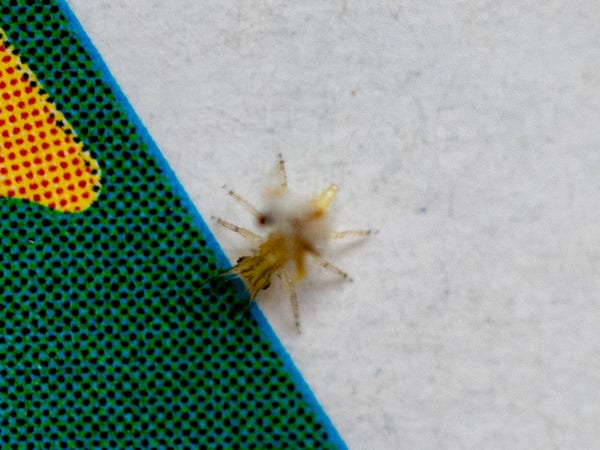 Overhead view of a very small, brown insect, showing six legs and pincers, on a colour printed label. Each of the insect’s eyes is barely bigger than the halftone dots of the colour printing.