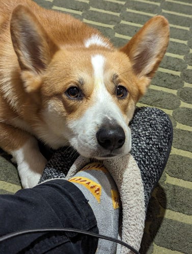 A Corgi rests his head on my foot as he stares up at me. I'm eating, and he's mistakenly hopeful.