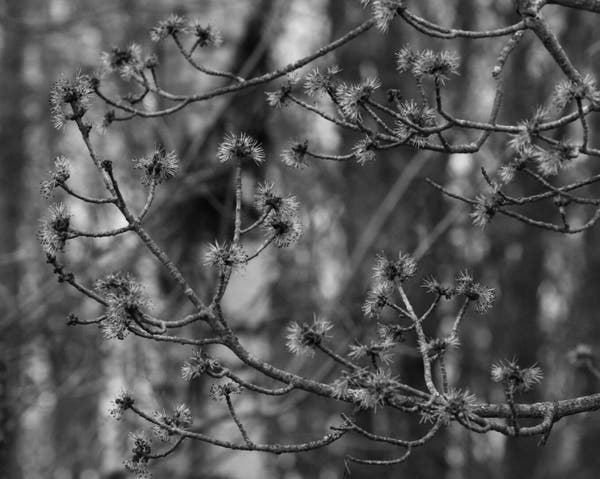 Black and white photography of a red maple (Acer rubrum) branch with open male flowers, looking like little round mops. Other branches are visible in the blurred background.