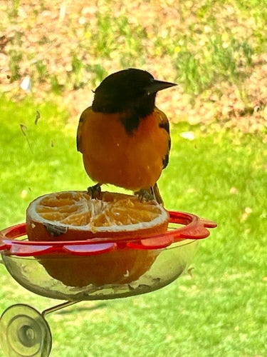 An orange and black bird perched on a red bird feeder with a halved orange.