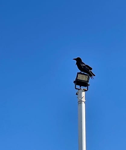 This is a picture of a crow resting on top of a tall light, like a tower on the grounds of a convenience store.
The black majestic figure of the crow stands out clearly like a silhouette against the blue sky.
It looks like a commander watching over the common people from a command post.