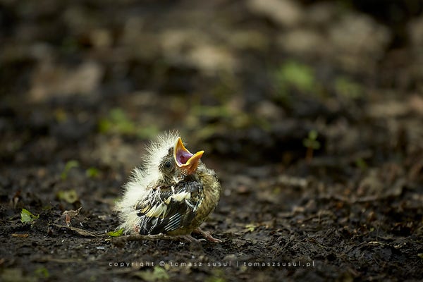 A chick sits on a forest road with its beak open as if waiting for food, still wearing the remains of its plumage, which glows brightly in the sun.