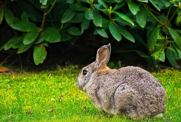 A very cute brown wild rabbit is sitting in a meadow. I can see their side. Behind them is a rhododendron bush.