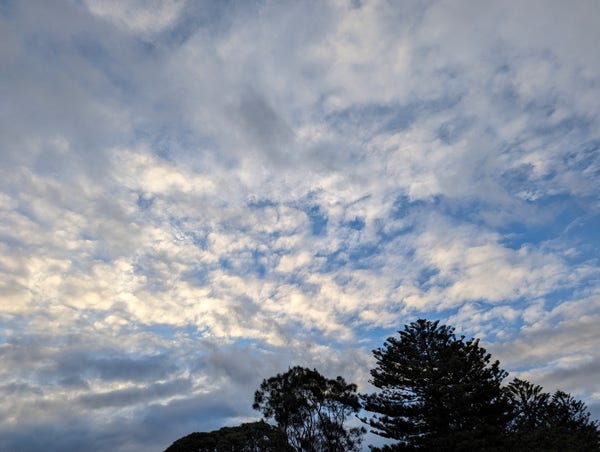 Clouds before a blue sky above a line of tall Norfolk pine trees