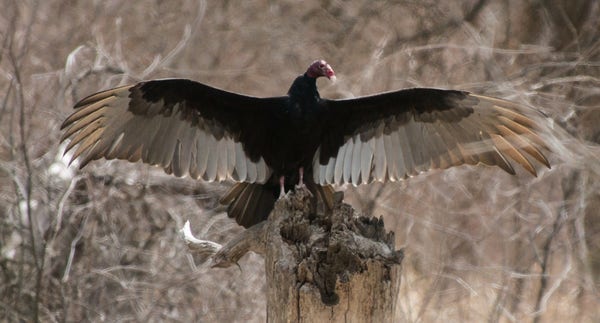 A turkey vulture perching atop a tall tree stump with its wings spread for thermoregulation. The sunlight shining through its wing feathers makes them appear light brown, matching the dry, dead vegetation in the background and contrasting the rest of its black body.