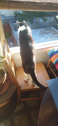 The tuxedo cat Roy showing how tall he is by standing on chair with front paws on window sill looking out.