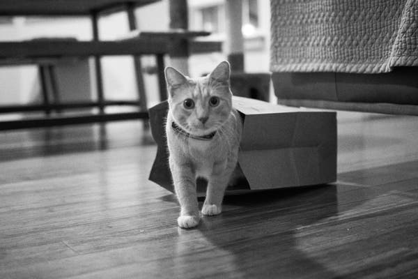 Black and white photograph of a light-colored cat emerging from a brown paper bag and walking directly towards the camera.