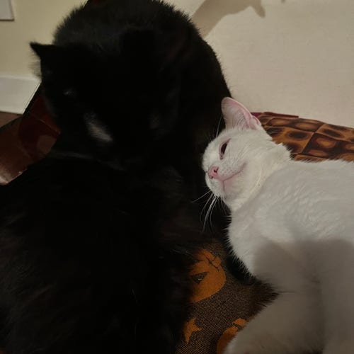 white kitten leans head into black cat on couch