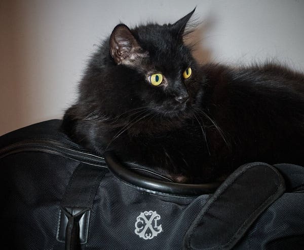 The image features a fluffy black cat with striking yellow eyes, comfortably resting on top of a black bag that has a white logo with intricate designs. The plain background draws attention to the cat and the bag, with the lighting accentuating the cat’s fur and eyes as the focal points of the picture. No discernible text is present in the image.