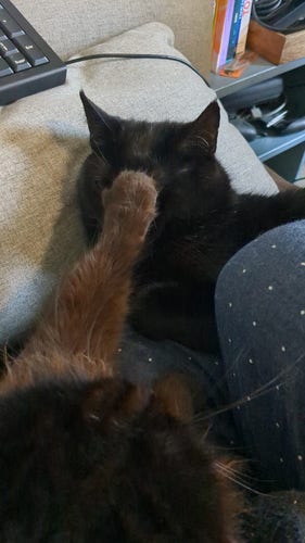 Photographie d'un chat noir qui a posé sa patte avant en plein milieu de la tête d'un autre chat noir, qui subit l'affront sans bouger.