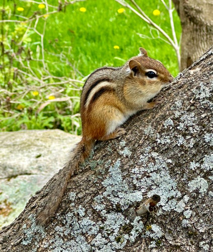 Chipmunk on side of tree trunk with green grass and bright yellow dandelions in background 