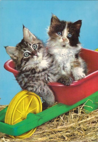 Two very dazed looking kittens in a Wheelbarrow