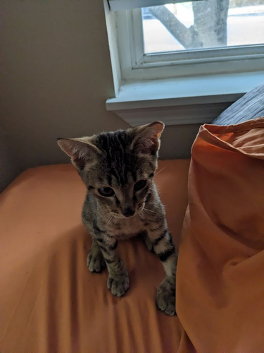 Photo of a small, grey tabby kitten sitting on an orange bedsheet. From this angle, you can see one of his ears has the tip clipped off and one of his front legs is bent at an angle. The kitten is adorable and focused on something out of frame.