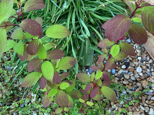 Outside, dayt9ime. Close up of cornus leaves from above, showing gravel & daffodil blades below the shrub. The leaves are both green & a brownish purple, the browish bit starting at the tips, so coming with the age of the leaf.